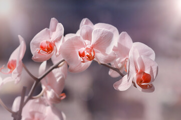 Kwiat- Falenopsis
