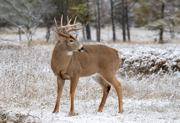 Naklejka na ściany i meble White-tailed deer buck standing in the winter snow in Canada