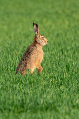 Brown hare in the green field in spring.