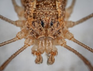 close up of spider