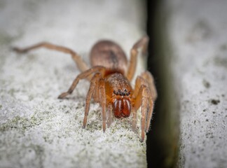 spider on the ground