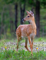 White-tailed fawn standing in the forest in a Canadian summer