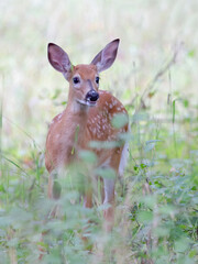 A beautiful white-tailed fawn standing in the forest in a Canadian summer