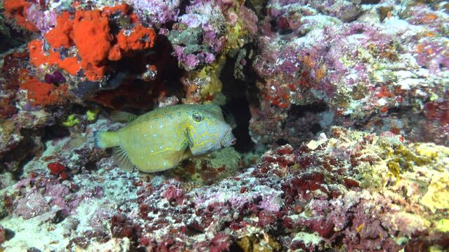 Colourful underwater tamboril fish in a coral reef