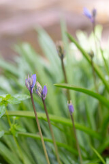 Lilac-colored wildflowers on a background of green grass sprouts. Vertical image. Background on the theme of spring flowering.