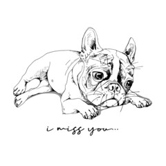 Portrait of a lying Boston Terrier puppy. I miss you - lettering quote. Hand drawn style print. Vector black and white illustration.