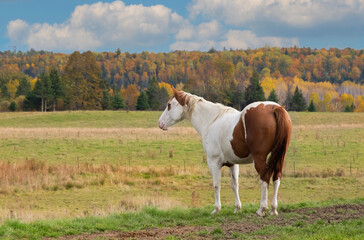 White and brown horse grazing in a meadow in Quebec, Canada