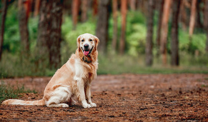 Golden retriever dog in the forest