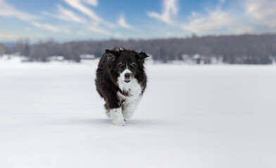 Dog, Border Collie, on a frozen lake