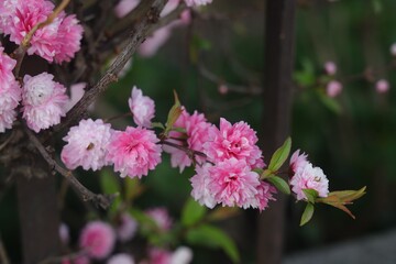 Prunus