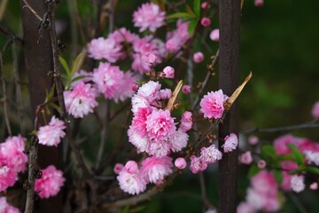 Prunus