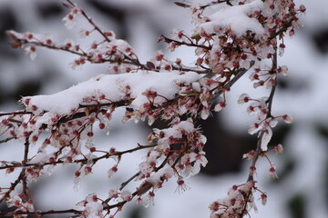 Snow on Ornamental cherry blossom