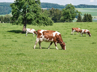 Fototapeta na wymiar a herd of brown and white cows grazing in a field