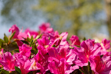 Pink-red flowers on a background of trees