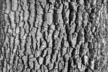 Obraz premium Tree bark surface texture. Black and white tree skin background, close-up. Natural bark. Relief texture of tree trunk for publication, screensaver, wallpaper, postcard, poster, banner, cover