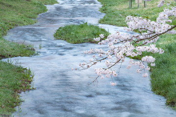 桜・小川