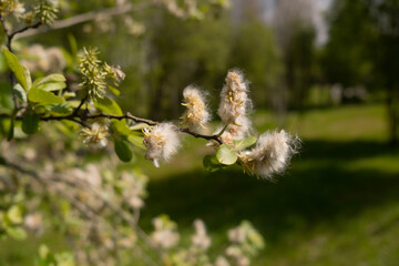 Buds of a blooming spring tree on a green background