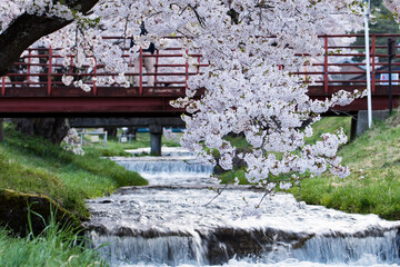 観音寺川と桜並木、橋