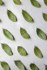 Pattern green bay leaf on a light gray background