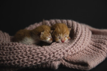 Close-up of two ginger sleeping kittens on a knitted dark pink fabric on a dark background
