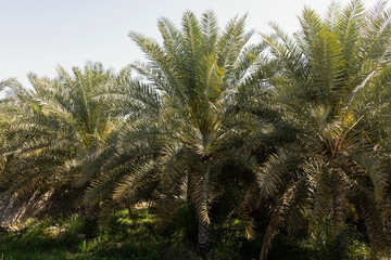 Palm trees in a village in Nizwa
