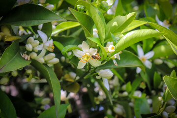 Bee around orange flowers. The orange blossom on the branch of the tree opens new buds.