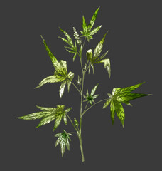 floral background, botanical illustration, hemp medical cannabis plant branch, cannabis, graphic hand drawing with green outline and colorful watercolor spots on a dark gray background