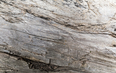 close-up of old wood as background