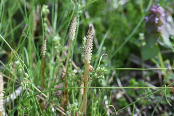 Field horse tail. Equisetaceae perennial plants. Used for food and medicinal purposes. 