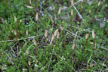 Field horse tail. Equisetaceae perennial plants. Used for food and medicinal purposes. 