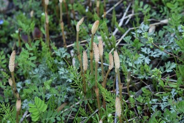 Field horse tail. Equisetaceae perennial plants. Used for food and medicinal purposes. 