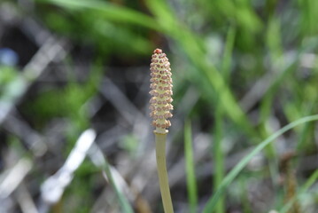Field horse tail. Equisetaceae perennial plants. Used for food and medicinal purposes. 