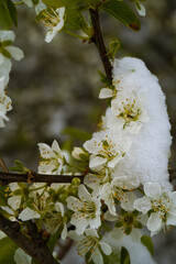A white cherry flower in the snow landscape.