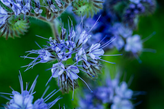 Niebieska facelia kwitnąca wiosną