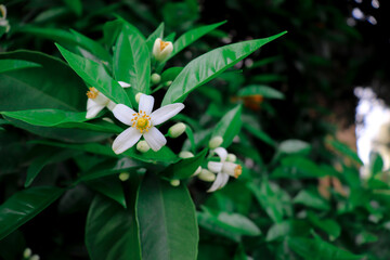 Orange blossoms with green orange tree leaves decorating the citrus tree in spring. Neroli is nice...