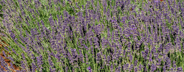 Lavender flowers in the garden. Lavandula Angustifolia in the bloom.