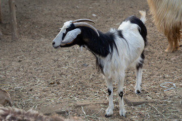 Obraz premium Goats on a farm in Nizwa 
