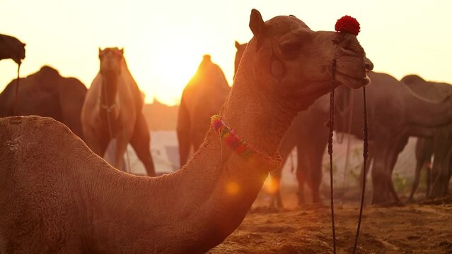 Camels in slow motion at the Pushkar Fair, also called the Pushkar Camel Fair or locally as Kartik Mela is an annual multi-day livestock fair and cultural held in the town of Pushkar Rajasthan, India.