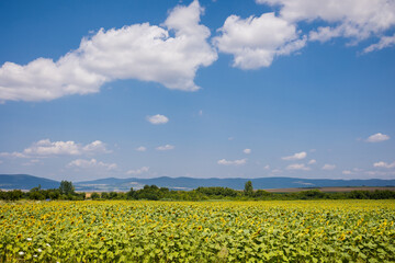 Fototapeta na wymiar Sunflowers in Bulgaria under blue sky