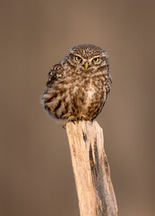 Little owl ( Athene noctua ) close up