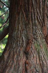 Tronc de séquoia