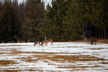 White-tailed deer (odocoileus virginianus) standing in a Wisconsin field next to a hunting blind
