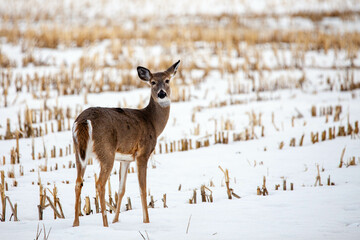 White-tailed deer (odocoileus virginianus) standing in a Wisconsin farm field with snow