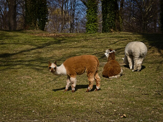 3 alpacas grazing in the park. © Adam