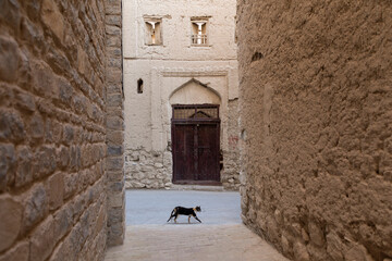 A cat walks in the village of Al-Aqar, which is located in Nizwa , Oman