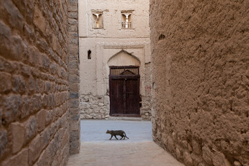 A cat walks in the village of Al-Aqar, which is located in Nizwa , Oman