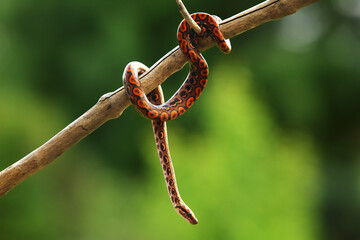 The Rainbow Boa (Epicrates cenchria cenchria) hanging from the branch.