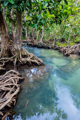 Tropical tree roots or Tha pom mangrove in swamp forest and flow water, Klong Song Nam, Thailand.