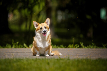 Welsh corgi dog with flowers