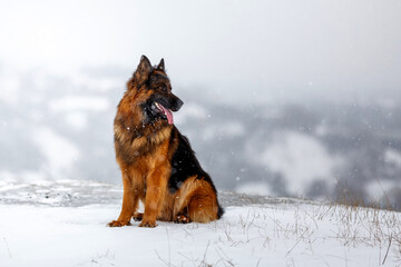 German shepherd dog sitting outdoors